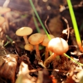20150905 上游 秋采蘑菇
