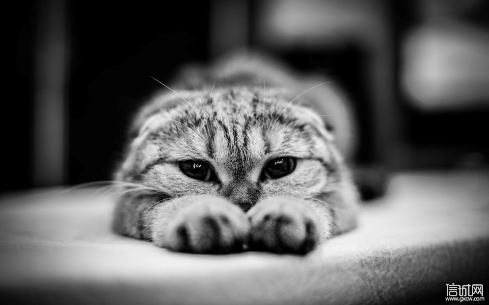 可爱猫咪高清壁纸蠢萌蠢萌——撸猫系