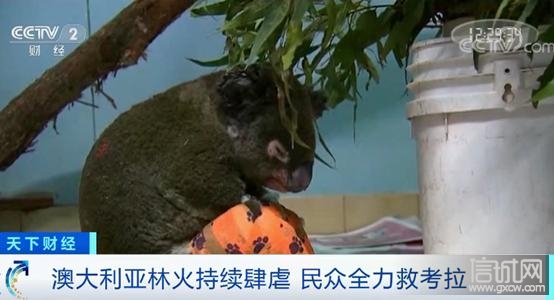 澳洲山火致上千只考拉被烧死,考拉或面临功能性灭绝!