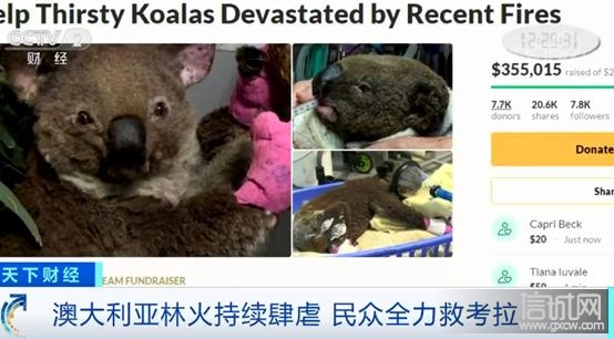 澳洲山火致上千只考拉被烧死,考拉或面临功能性灭绝!