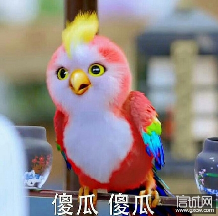可怜的楚乔也没有逃脱鹦鹉的肥小嘴,被称为笨蛋傻瓜       星儿