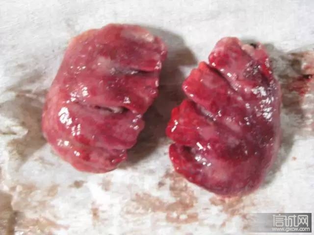 瘟鸡身上什么病菌