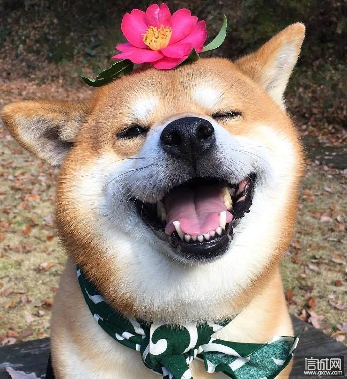 为什么这么多人喜欢柴犬看这几张图就知道了