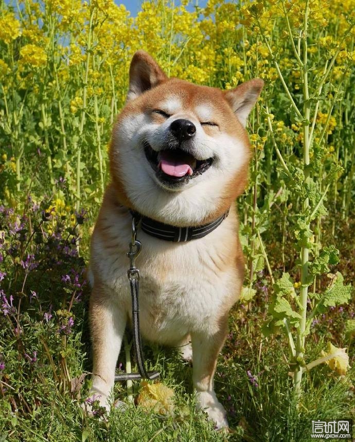 为什么这么多人喜欢柴犬看这几张图就知道了