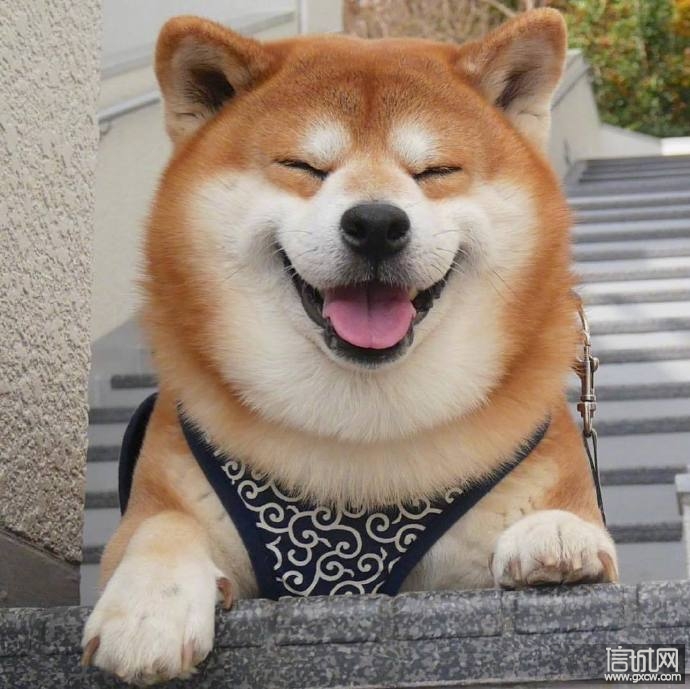 为什么这么多人喜欢柴犬看这几张图就知道了