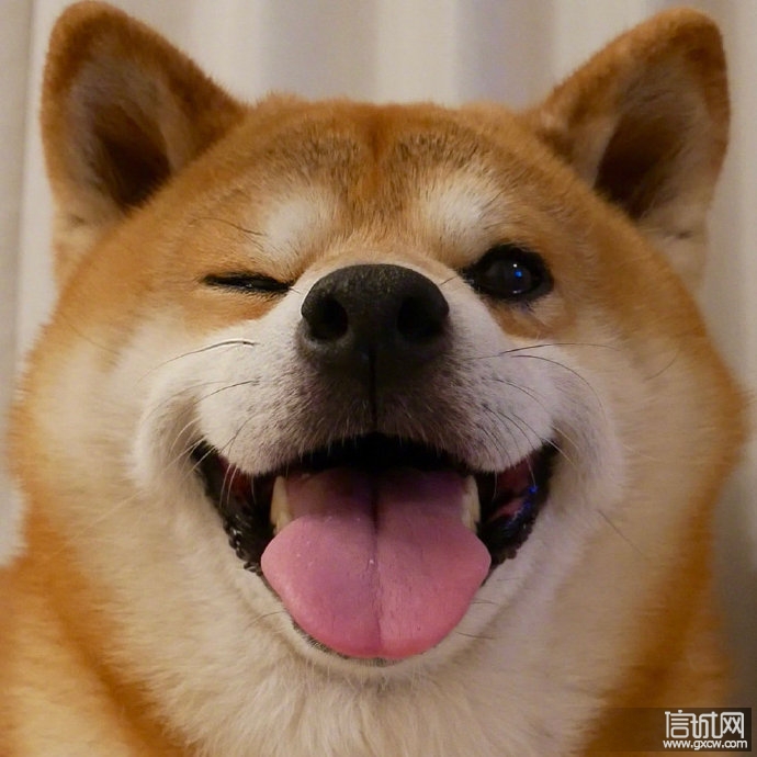 为什么这么多人喜欢柴犬看这几张图就知道了