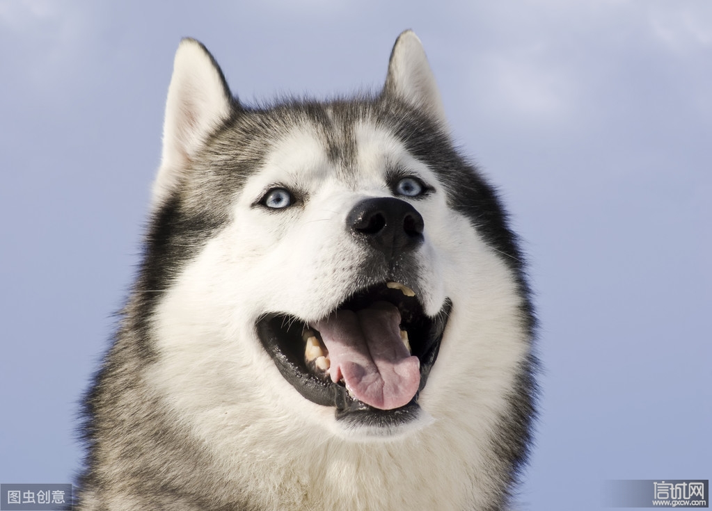 这六种好看的狗狗,一点都不容易养,新手主人需要注意"避雷" - 信城网