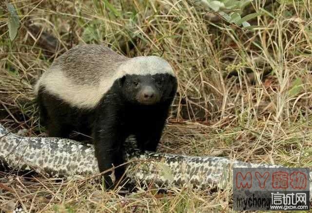 地球上最厉害动物家族, 最后一个已经逆天了!